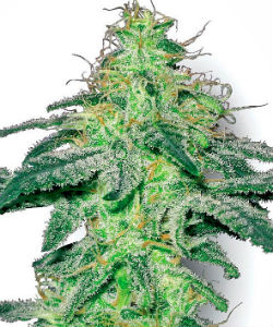 Sensi Seeds White Label White Skunk Feminized