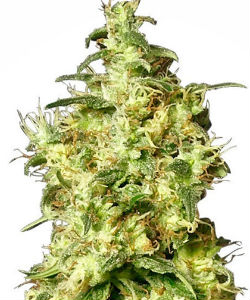 Sensi Seeds White Label White Widow Autoflower Feminized