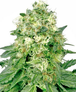 Sensi Seeds White Label White Widow Feminized