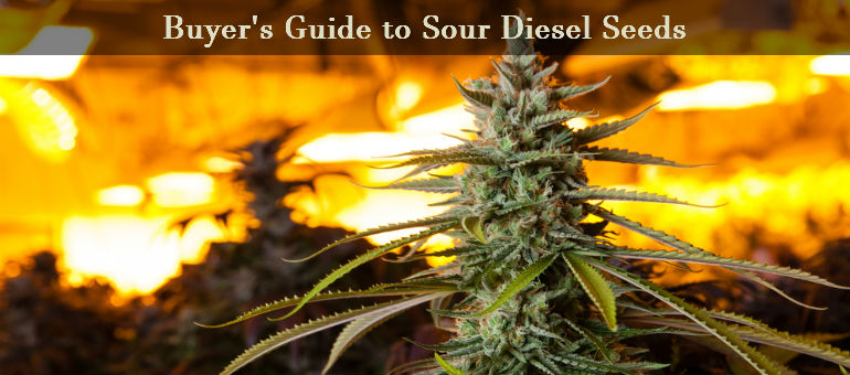 Sour Diesel Cannabis Seeds