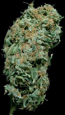 Sour Diesel Weed Bud