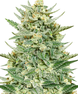 Herbies Strawberry Banana Autoflower Seeds