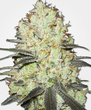 Strawberry Cough Feminized Cannabis Seeds