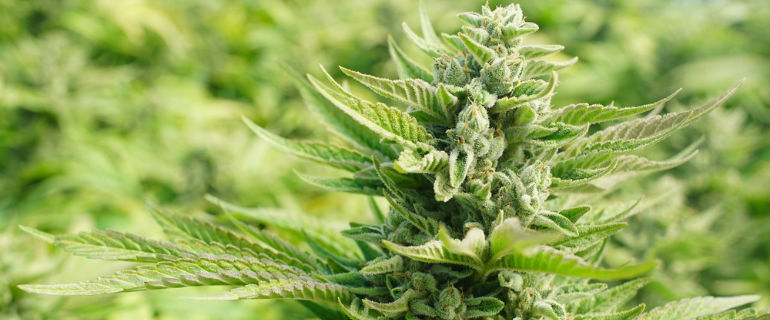 Sunset Sherbet Cannabis Seeds Plant