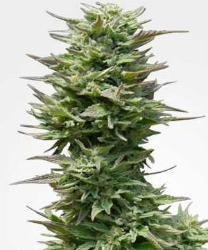 Sunset Sherbet Feminized Cannabis Seeds