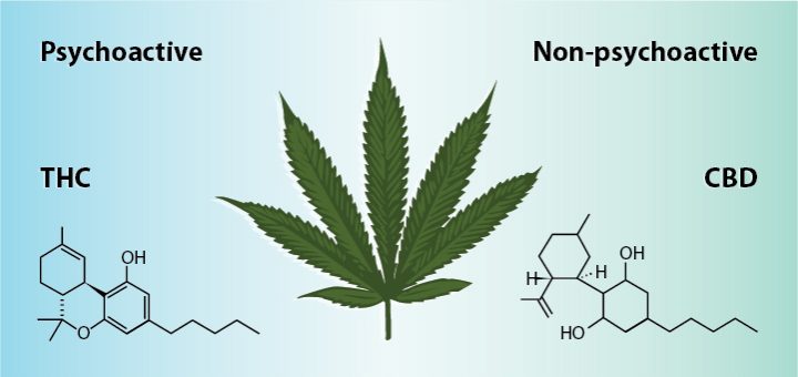 THC vs CBD in Weed