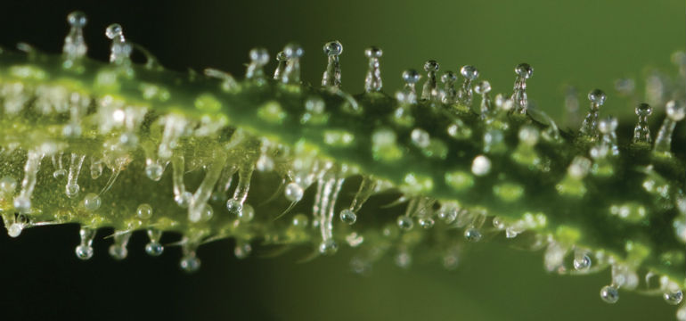 THCA in Cannabis Trichomes