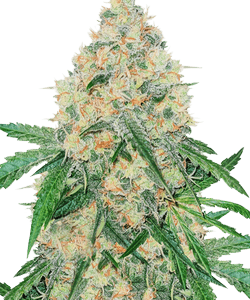 Herbies The Incredible Bulk Feminized Seeds