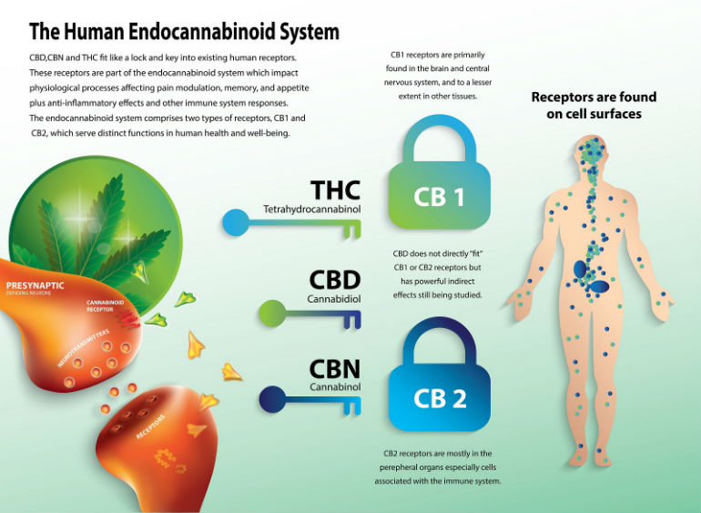 The Endocannabinoid System