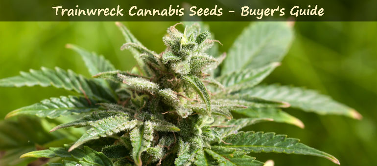 Trainwreck Cannabis Seeds