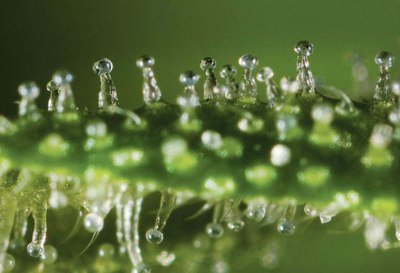 Trichomes