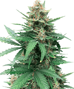 Herbies Tutankhamon (King Tut) Feminized Seeds