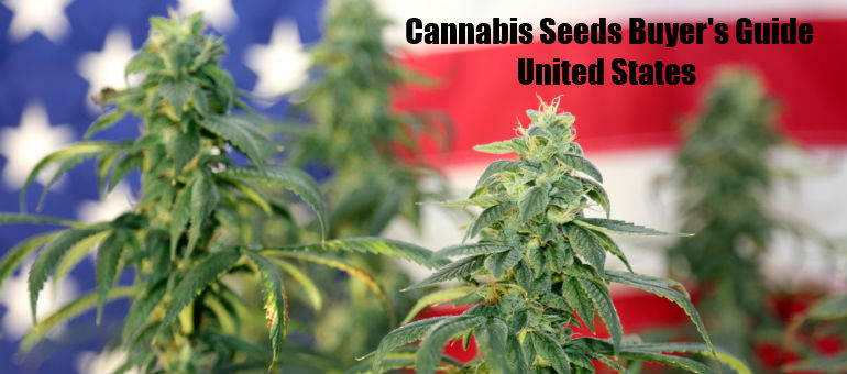 Buying Cannabis Seeds in United States