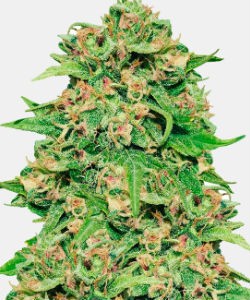 WeedSeedsExpress ACDC