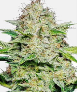 WeedSeedsExpress AK47