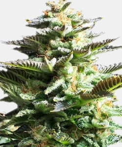 WeedSeedsExpress C-47