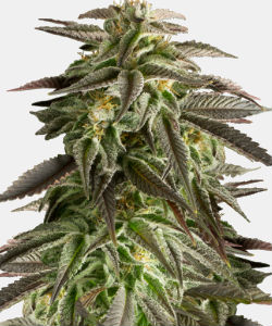 WeedSeedsExpress Blue Cheese