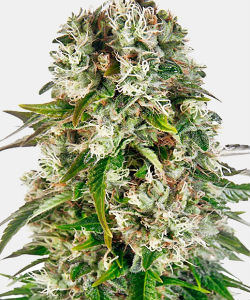 WeedSeedsExpress Big Bud