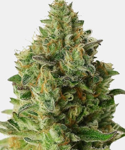 WeedSeedsExpress Big White Widow