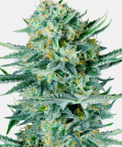 WeedSeedsExpress Blue Dream