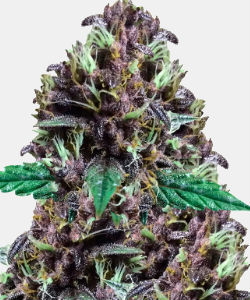 WeedSeedsExpress CBD Purple Kush