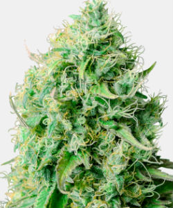 WeedSeedsExpress Cannatonic