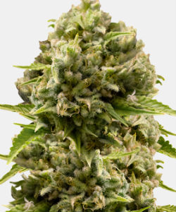 WeedSeedsExpress Cheese