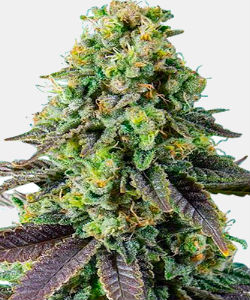 WeedSeedsExpress Chemdawg