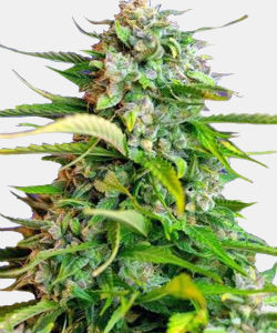 WeedSeedsExpress Critical