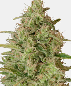 WeedSeedsExpress CriticalJack Herer