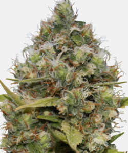 WeedSeedsExpress Diesel CBD