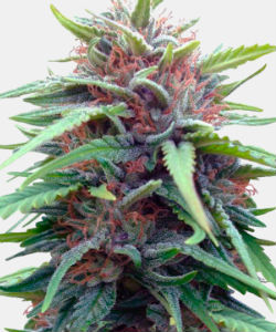 WeedSeedsExpress Durban Poison