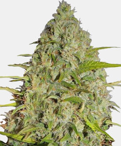 WeedSeedsExpress Gorilla Glue