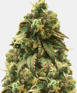 WeedSeedsExpress Green Crack