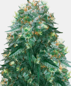 WeedSeedsExpress Harlequin