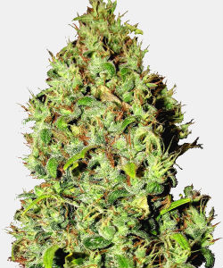 WeedSeedsExpress Mazar