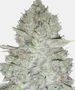 WeedSeedsExpress Original Glue