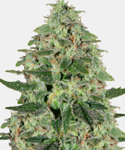 WeedSeedsExpress Santa Maria