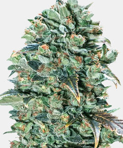 WeedSeedsExpress Super Glue