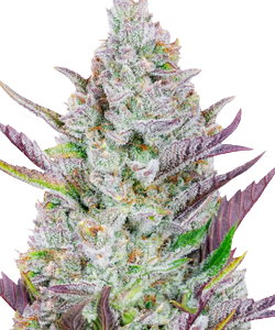 Herbies Wedding Glue Autoflower Seeds