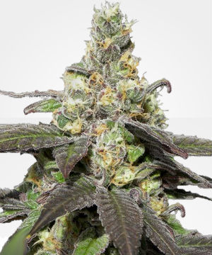 Wedding Cake Feminized Weed Seeds