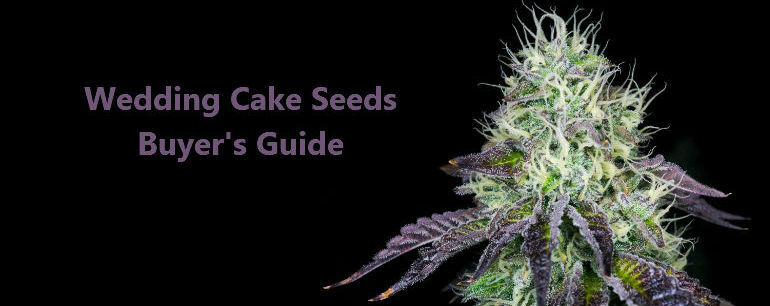 Wedding Cake Cannabis Seeds