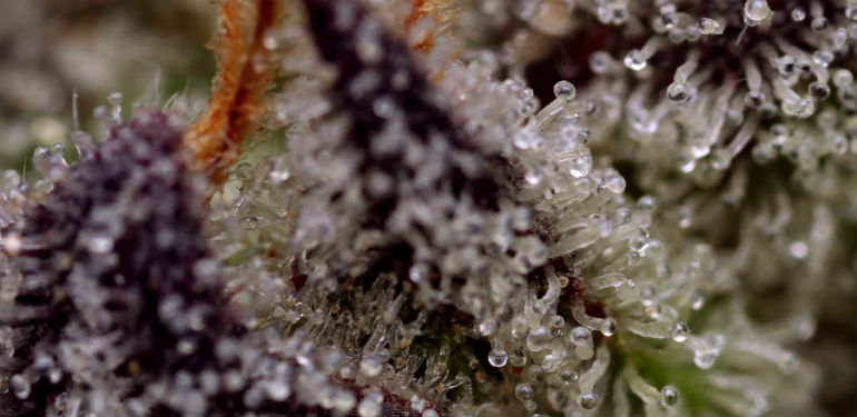 Wedding Cake Trichomes