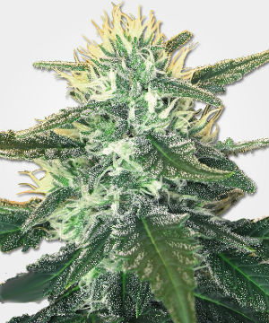 White Widow Max Feminized Marijuana Seeds