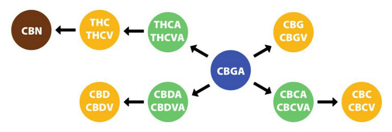 Cannabis Cannabinoid List