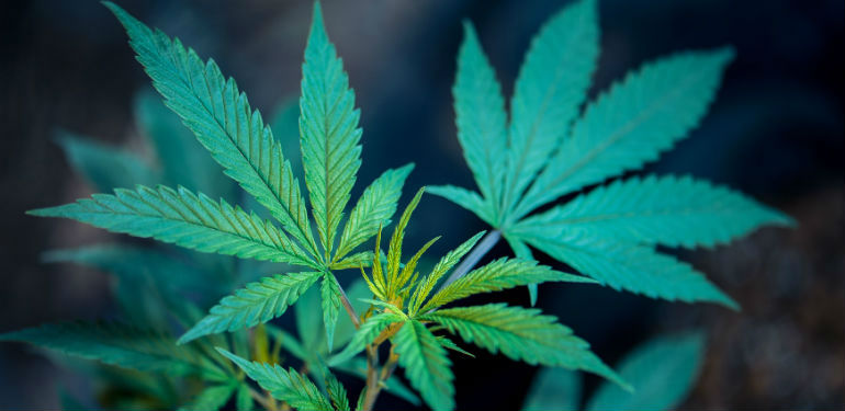 CBDA in Cannabis Plants
