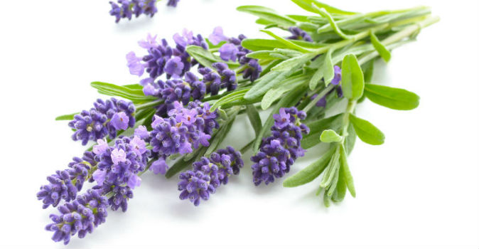 Terpene Uses Lavender