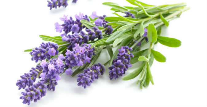 Terpene Uses Lavender 