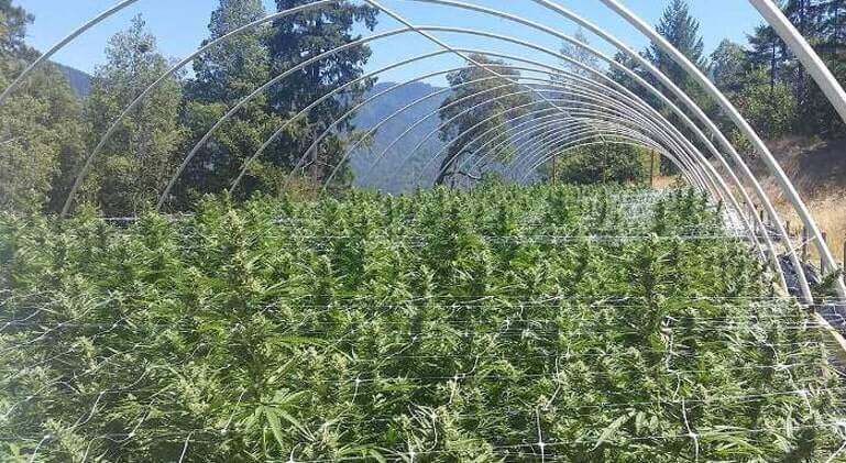 Cannabis farm