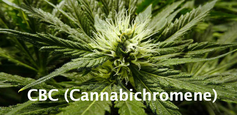 CBC Cannabichromene Cannabis